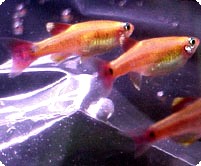 WHITE CLOUD GOLD TETRA - QUANTITY OF 12